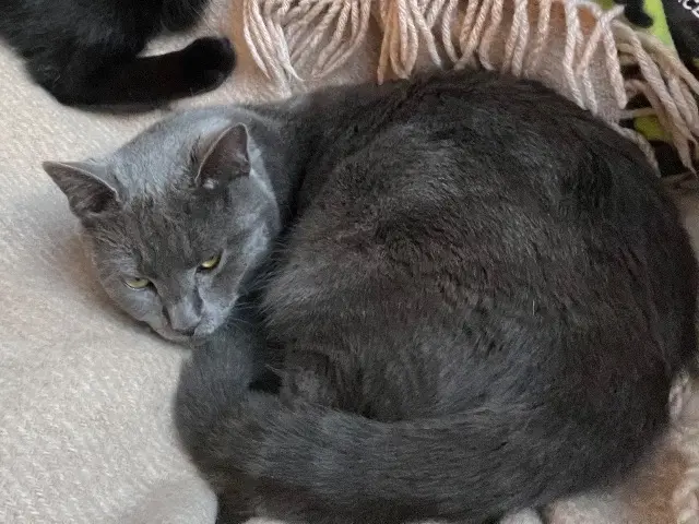 chatte lost   64340 Boucau Banka