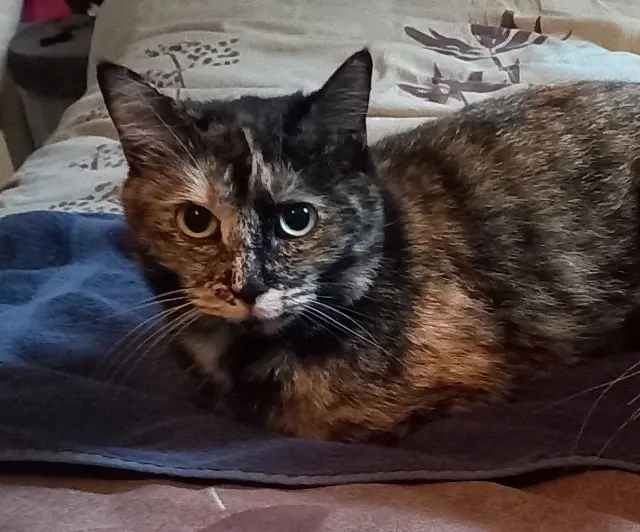 chatte lost   64420 Nousty Biscotte