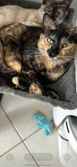 chatte lost   64160 Morlaàs caline