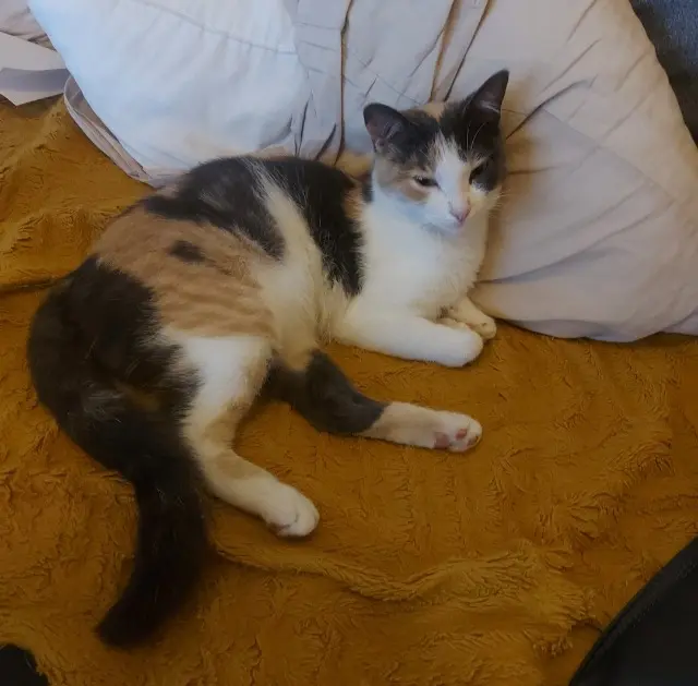 chatte lost   64250 Louhossoa Candy
