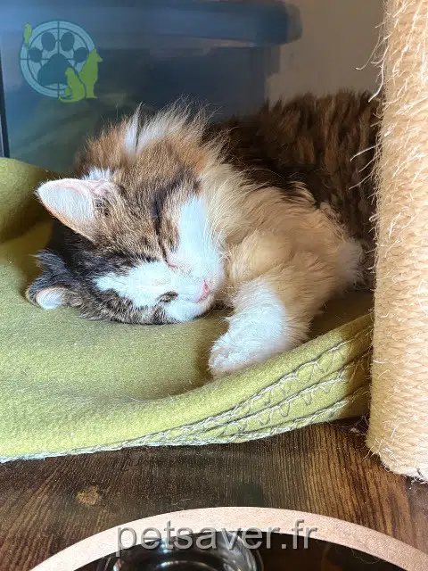 cat lost 64450 Miossens-Lanusse Cerise