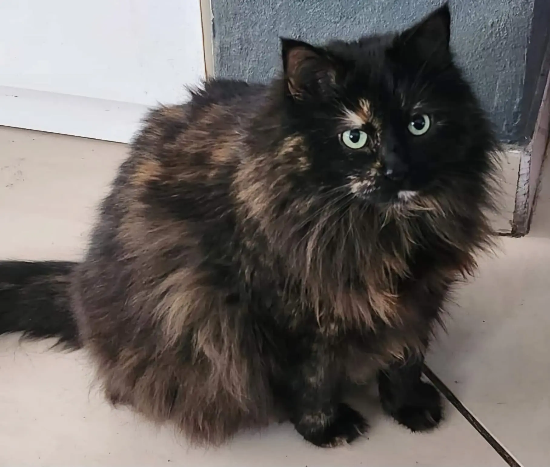Chatte Perdue 64 Pyrénées-Atlantiques - Chacha Chatte Perdue 64 Pyrénées-Atlantiques - Chacha