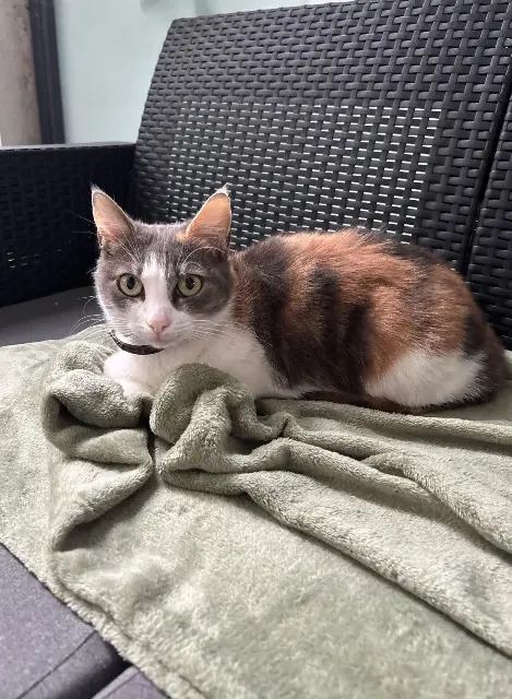 chatte lost   64100 Bayonne Chanel