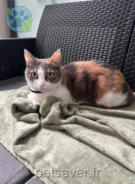 Katze vermisst 64100 Bayonne Chanel Katze lost 64100 Bayonne Chanel