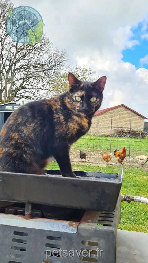 Chatte Perdue 64 Pyrénées-Atlantiques - Cookie Chatte Perdue 64 Pyrénées-Atlantiques - Cookie