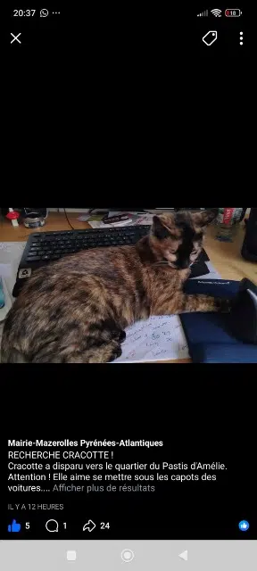 chatte lost   64230 Mazerolles Cracotte