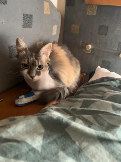 cat lost 64500 Saint-Jean-de-Luz Dorie cat lost 64500 Saint-Jean-de-Luz Dorie