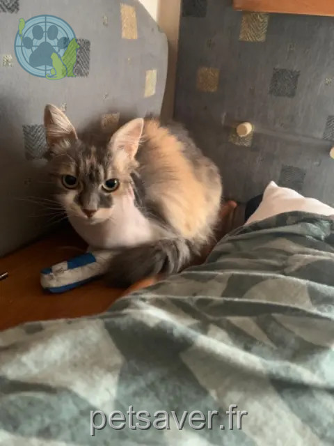 Katze vermisst 64500 Saint-Jean-de-Luz Dorie Katze lost 64500 Saint-Jean-de-Luz Dorie