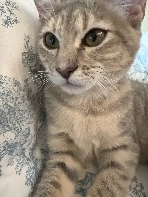 chatte lost   64140 Billère Eclipse