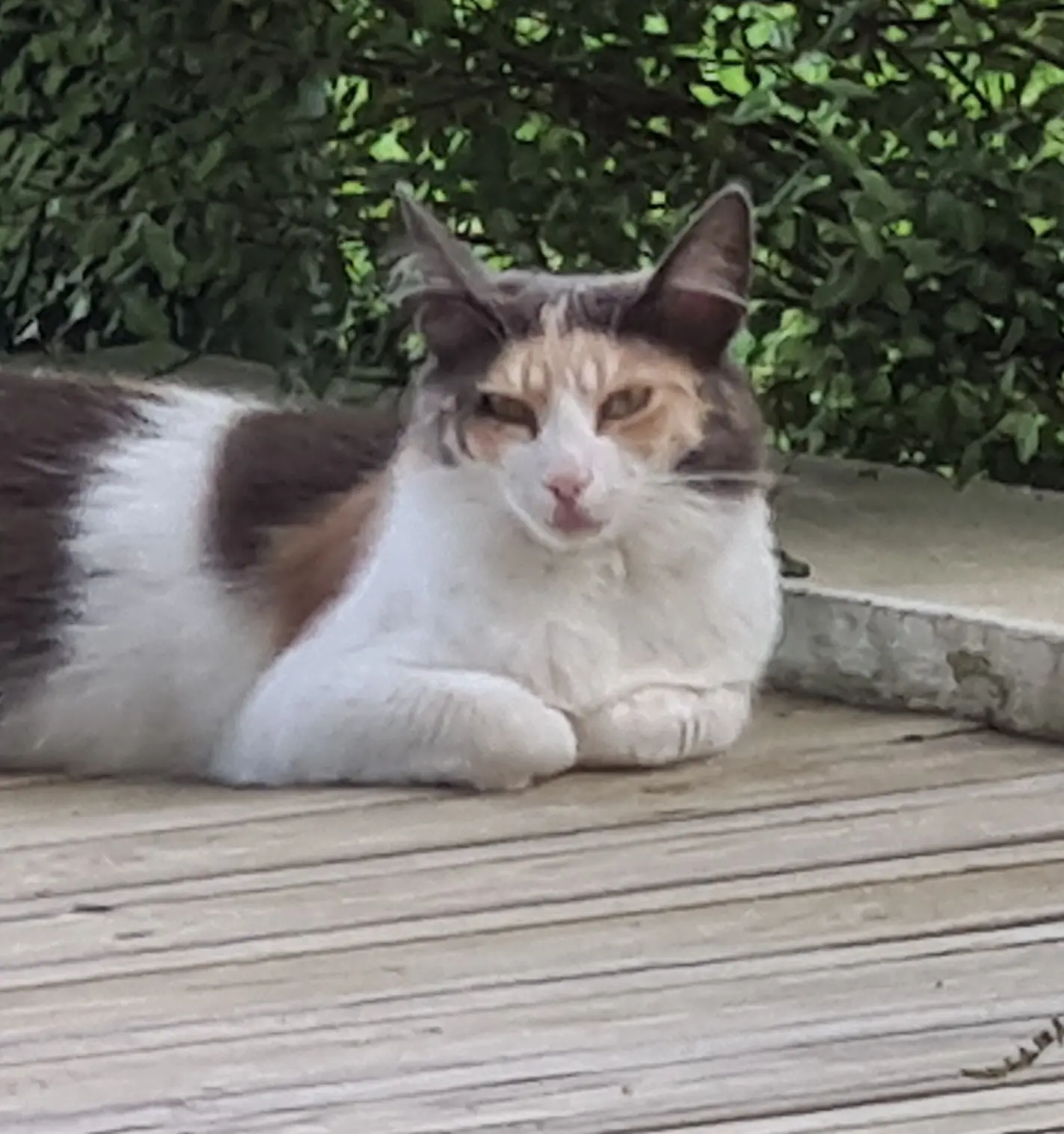 chatte lost   64200 Arcangues Emaya