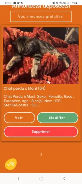 chatte lost   64300 Mont Fifi
