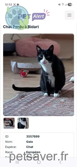 chatte lost   64210 Bidart Gala