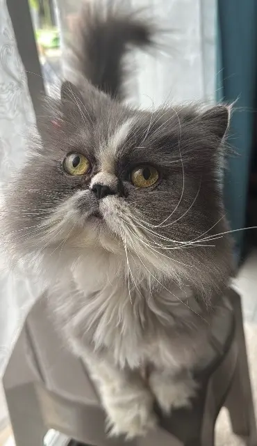 chatte lost   64140 Billère GATTA