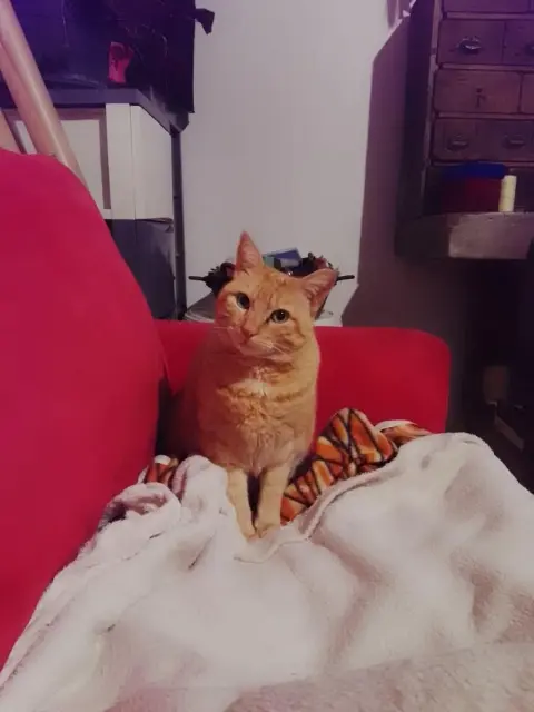 chatte lost   64870 Escou Goose