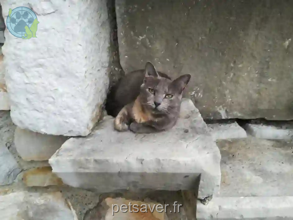 Chatte Perdue 64 Pyrénées-Atlantiques - Guilf Chatte Perdue 64 Pyrénées-Atlantiques - Guilf
