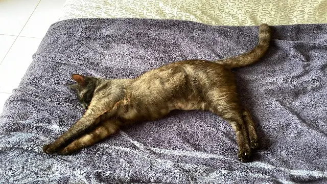 chatte lost   64480 Halsou Isis