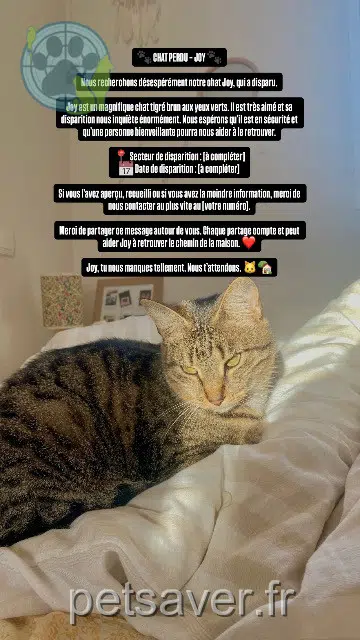chatte lost 64140 Billère Joy