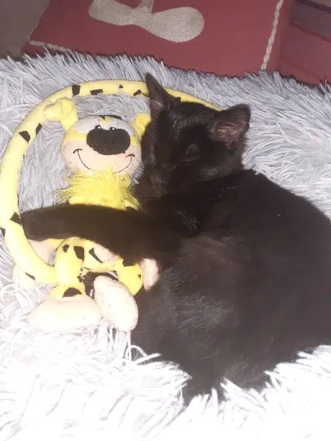 chatte lost   64800 Asson Kira