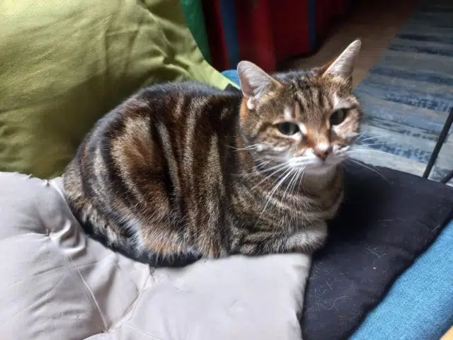 chatte lost   64300 Loubieng Kitty