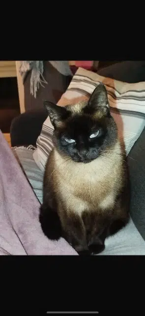 chatte lost   64210 Guéthary Kiwi