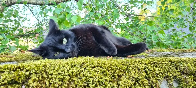 chatte lost   64800 Arros-de-Nay Kya