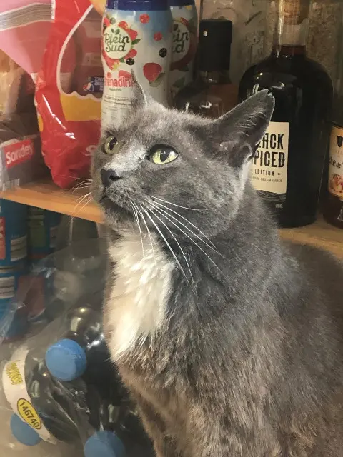 chatte lost   64100 Bayonne LADY