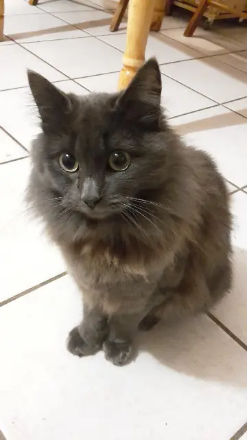 chatte lost   64220 Lasse Lili