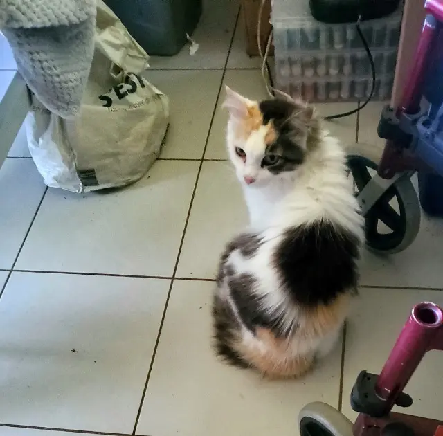 chatte lost   64310 Saint-Pée-sur-Nivelle Louna