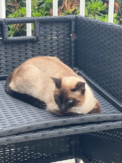 chatte lost   64310 Saint-Pée-sur-Nivelle Luna