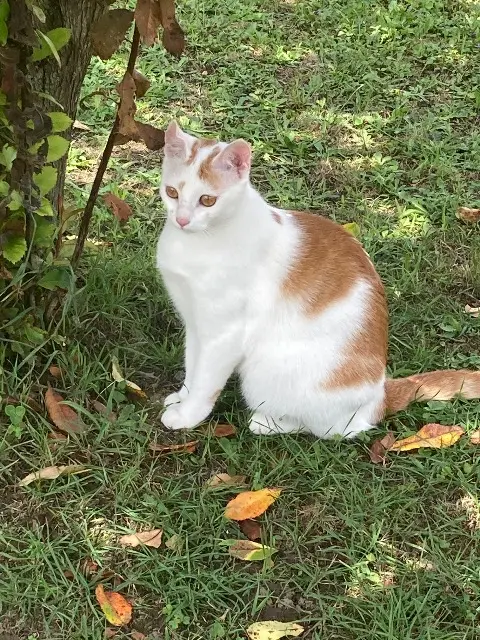 chatte lost   64490 Bedous Maya