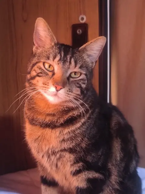 chatte lost   64320 Idron Maïs