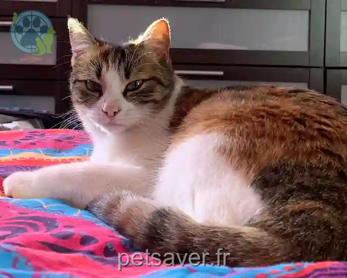 Chatte Perdue 64 Pyrénées-Atlantiques - Mia Chatte Perdue 64 Pyrénées-Atlantiques - Mia