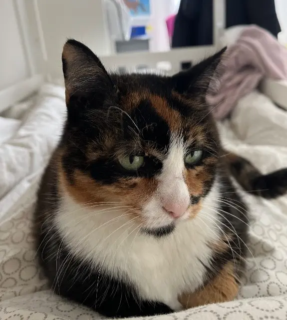 chatte lost   64480 Ustaritz Mimi