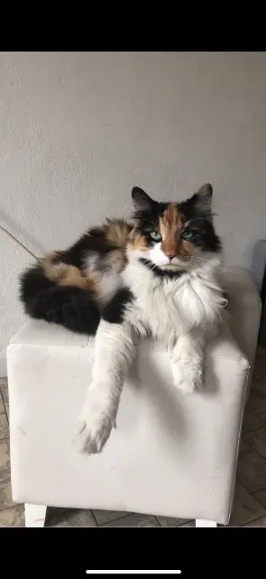 chatte lost   64100 Bayonne Mimi