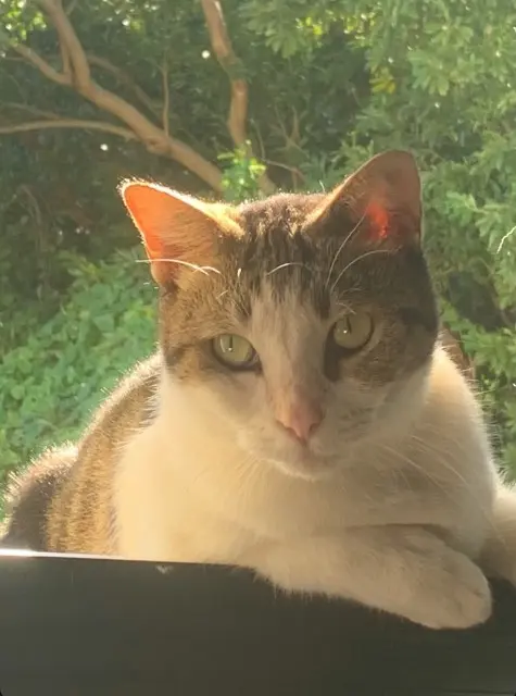 chatte lost   64160 Ouillon Mimi