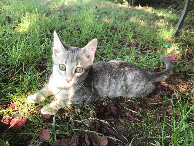 chatte lost   64230 Arbus Mimine