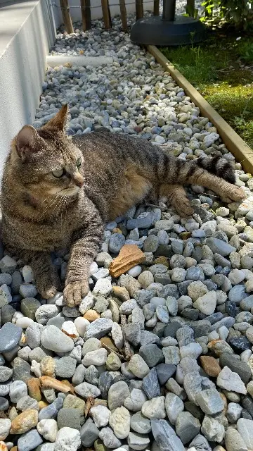 chatte lost   64200 Bassussarry Minette