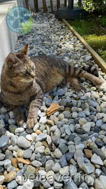 chatte perdue 64200 Bassussarry Minette chatte lost 64200 Bassussarry Minette