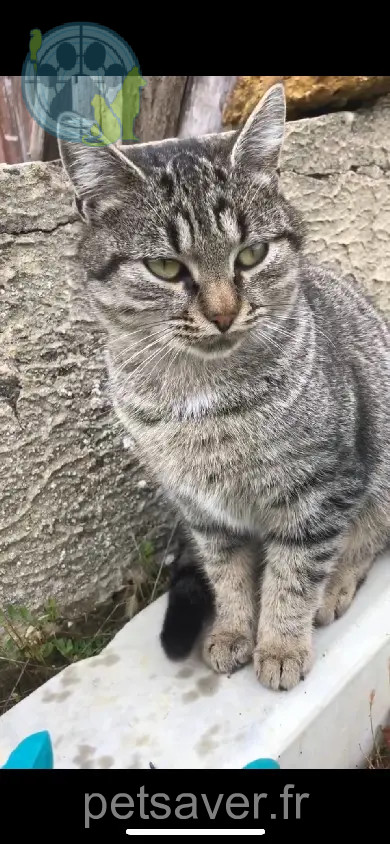 Chatte Perdue 64 Pyrénées-Atlantiques - Miou Chatte Perdue 64 Pyrénées-Atlantiques - Miou