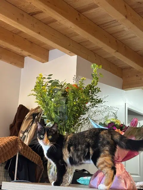 chatte lost   64230 Sauvagnon Moon