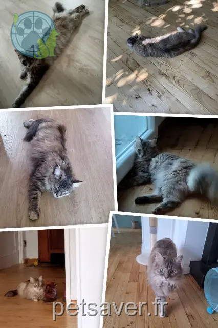 chatte perdue 64700 Hendaye Muxu chatte lost 64700 Hendaye Muxu