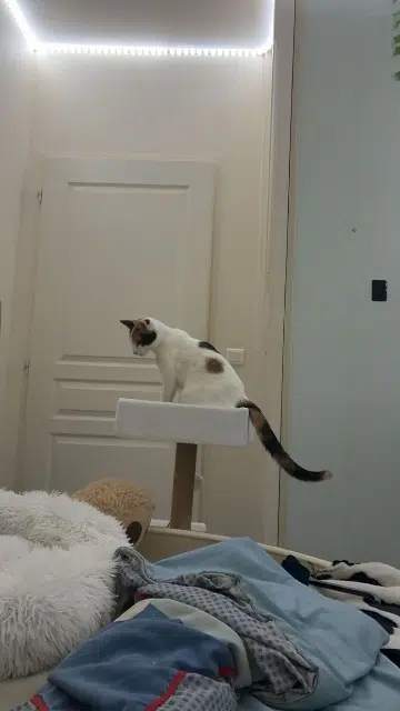 chatte lost   64250 Cambo-les-Bains Nala