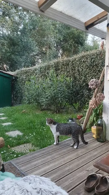 chatte lost   64100 Bayonne Nami