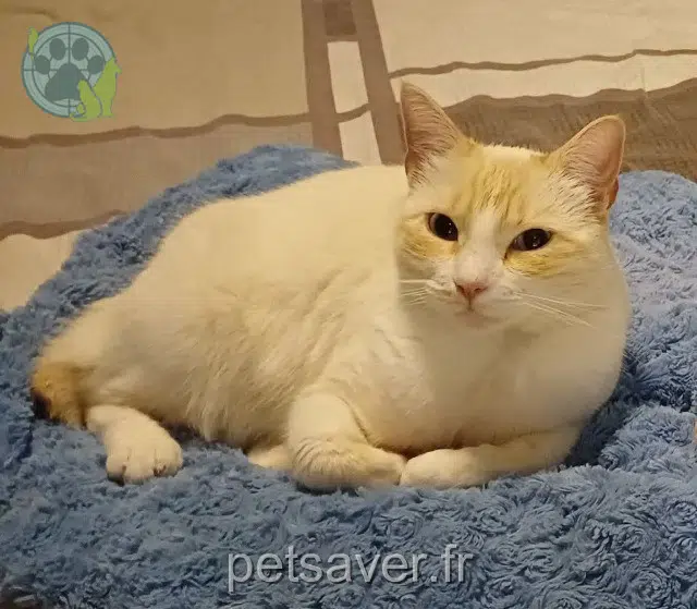 chatte lost   64310 Saint-Pée-sur-Nivelle Neige