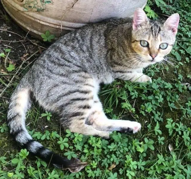 chatte lost   64121 Serres-Castet Nina