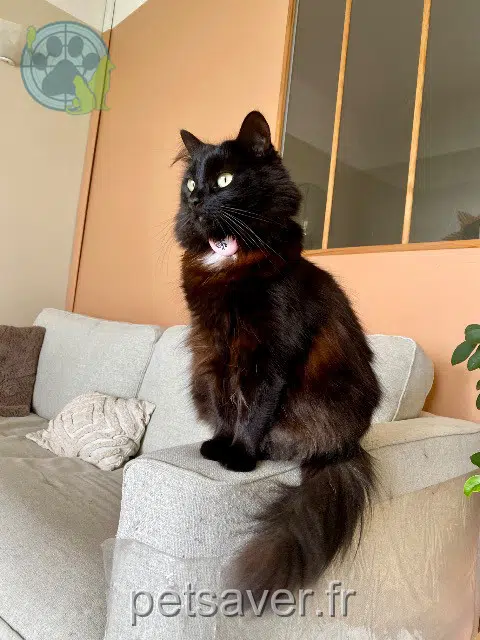 chatte lost   64700 Hendaye Olive