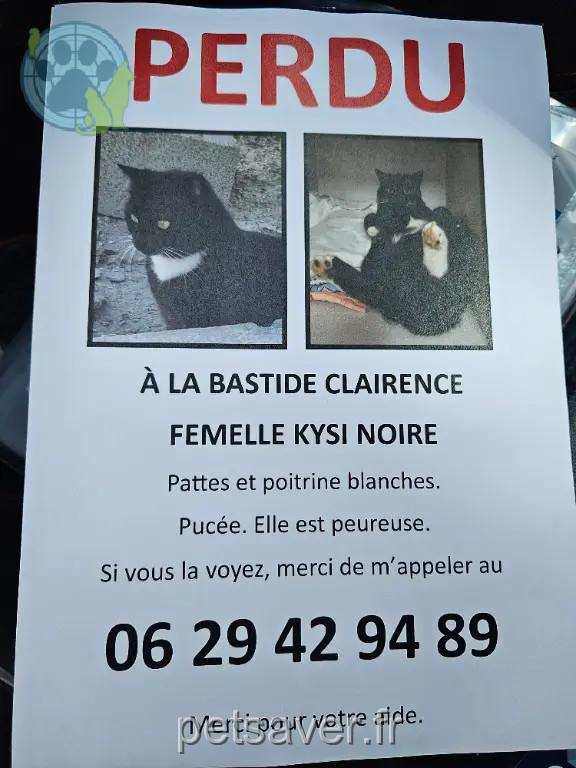 Chatte Perdue 64 Pyrénées-Atlantiques Chatte Perdue 64 Pyrénées-Atlantiques