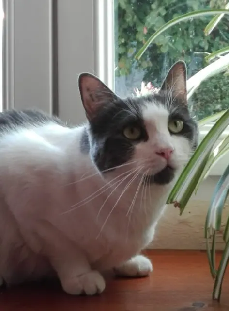 chatte lost   64800 Beuste OPALE
