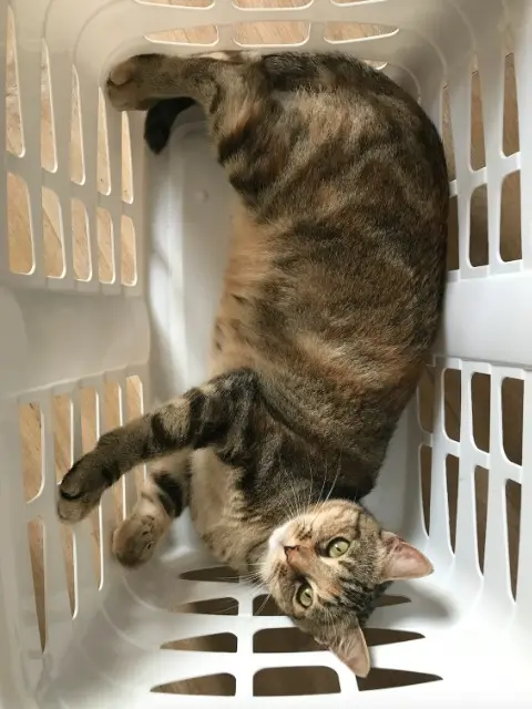cat lost 64100 Bayonne Pala cat lost 64100 Bayonne Pala