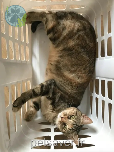 cat lost 64100 Bayonne Pala cat lost 64100 Bayonne Pala